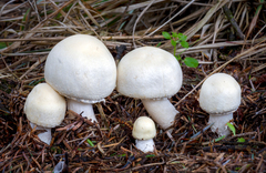 Agaricus smithianus