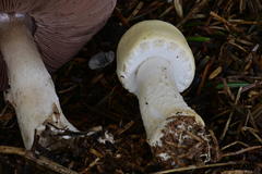 Agaricus smithianus