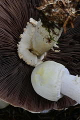 Agaricus smithianus