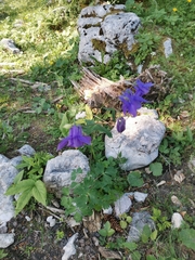 Aquilegia nigricans