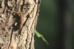 Hemidactylus frenatus