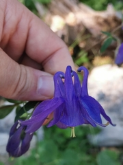 Aquilegia nigricans