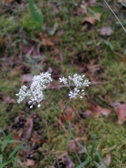 Gypsophila fastigiata