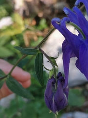 Aquilegia nigricans