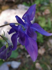 Aquilegia nigricans