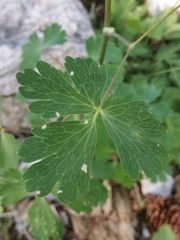 Aquilegia nigricans