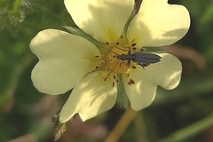 Oedemerinae