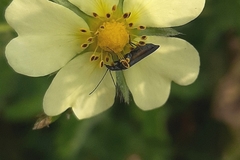 Oedemerinae