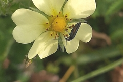 Oedemerinae