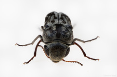 Yakuhananomia bidentata