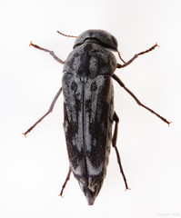 Yakuhananomia bidentata