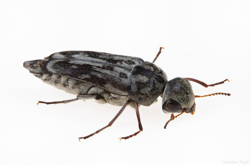 Two-toothed Tumbling Flower Beetle photo 2