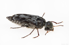 Yakuhananomia bidentata