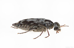 Yakuhananomia bidentata
