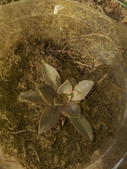 Graptopetalum
