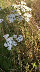 Achillea millefolium