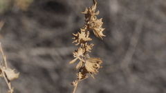 Atriplex canescens laciniata
