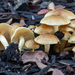 Pholiota spumosa - Photo (c) Alan Rockefeller, some rights reserved (CC BY), uploaded by Alan Rockefeller