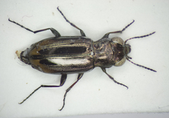 Notiophilus substriatus