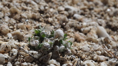 Stylocline gnaphaloides