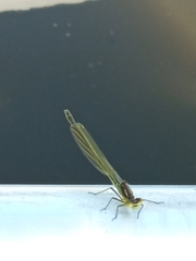 Erythromma najas