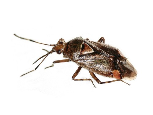 Deraeocoris flavilinea