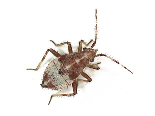 Deraeocoris flavilinea
