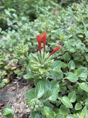 Monardella macrantha hallii
