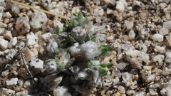 Stylocline gnaphaloides