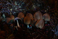 Coprinellus saccharinus