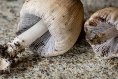 Coprinellus saccharinus