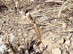 Myrmecaelurus trigrammus