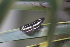 Neptis hylas varmona