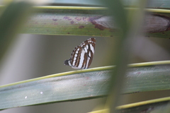 Neptis hylas varmona
