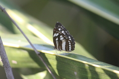 Neptis hylas varmona