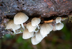 Mycena murina