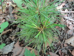 Pinus koraiensis