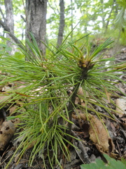 Pinus koraiensis