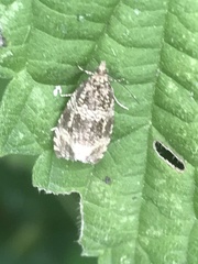 Syricoris