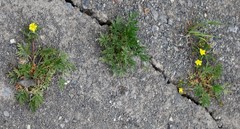 Potentilla bimundorum