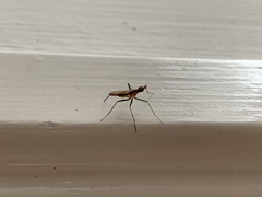 Telostylinus lineolatus