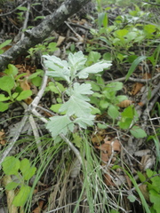 Artemisia saitoana