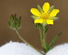 Potentilla bimundorum