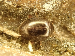 Scirtes hemisphaericus