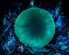 Cortinarius seidliae