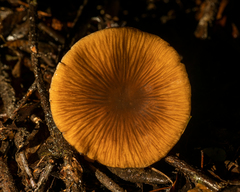 Cortinarius seidliae