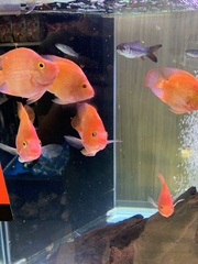 Leptobarbus rubripinna