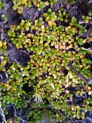 Coprosma perpusilla perpusilla