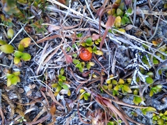 Coprosma perpusilla perpusilla
