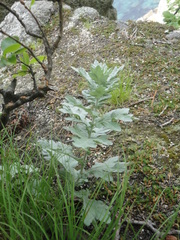Artemisia saitoana